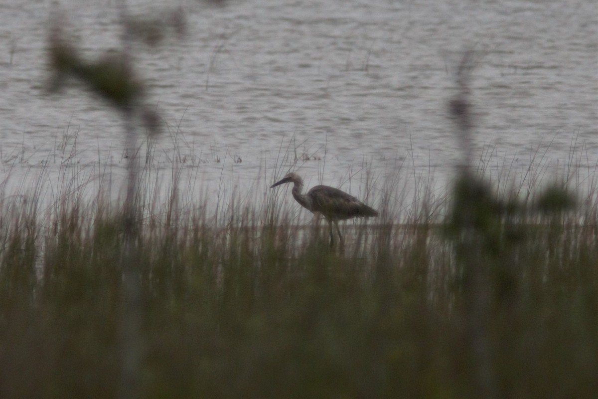 Reddish Egret - ML295792751