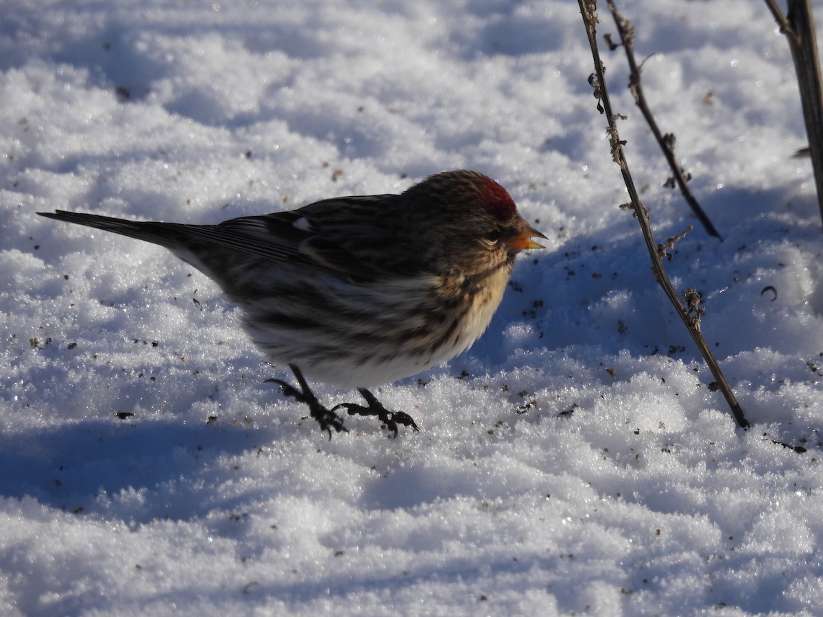 Redpoll (Common) - ML295794801