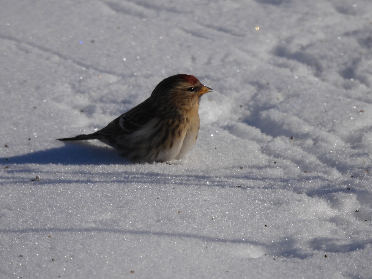 Redpoll (Common) - ML295794831