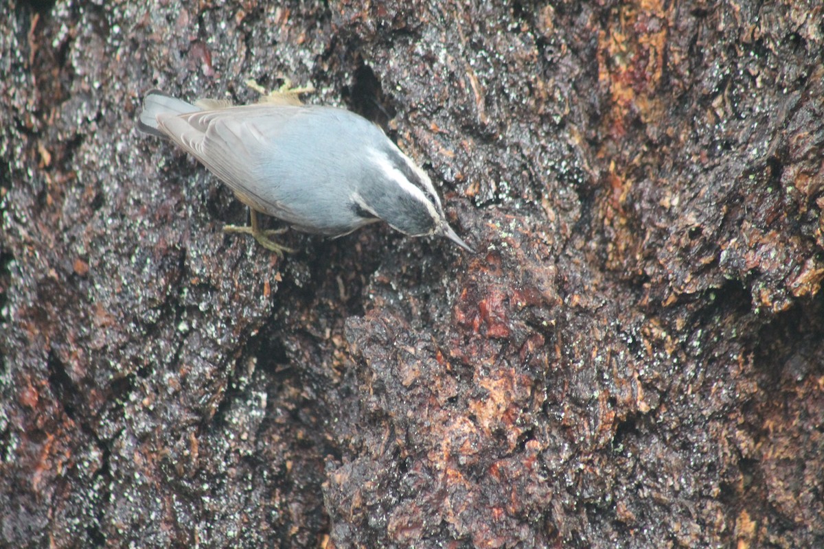 Red-breasted Nuthatch - ML295796511