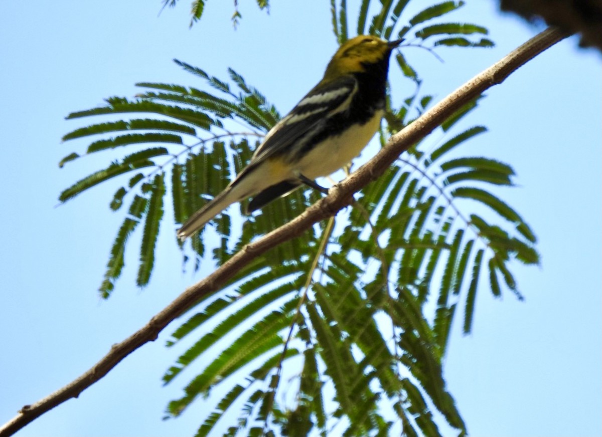 Black-throated Green Warbler - ML295797491