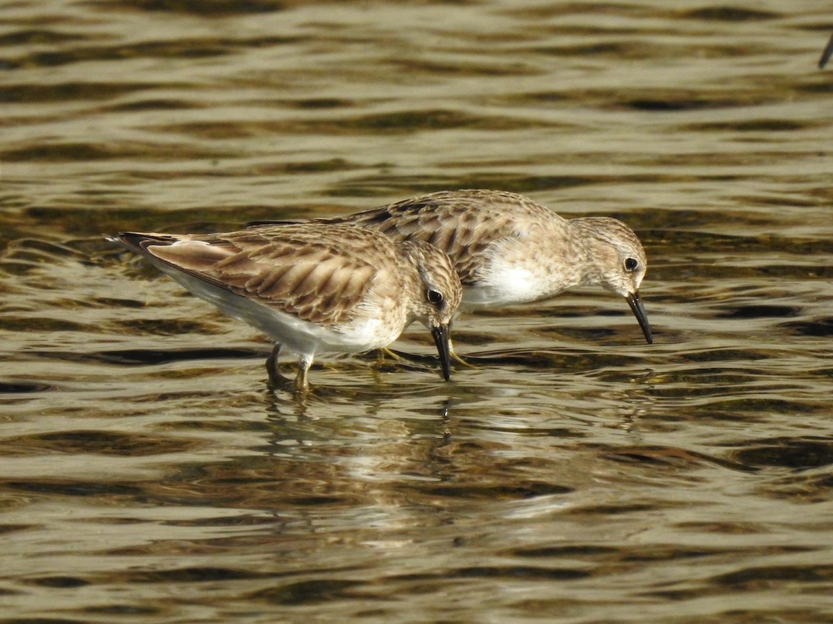 Least Sandpiper - ML295797531