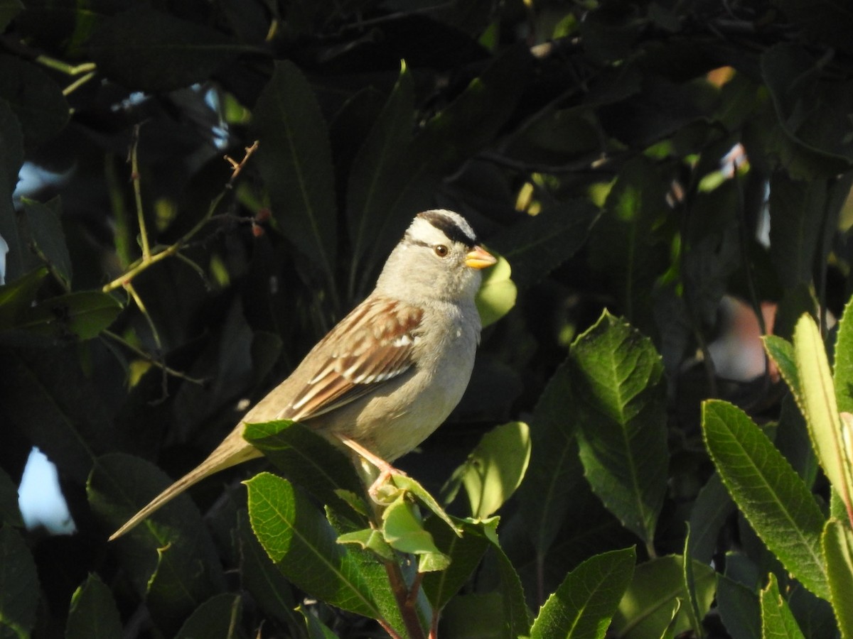 White-crowned Sparrow - ML295798051