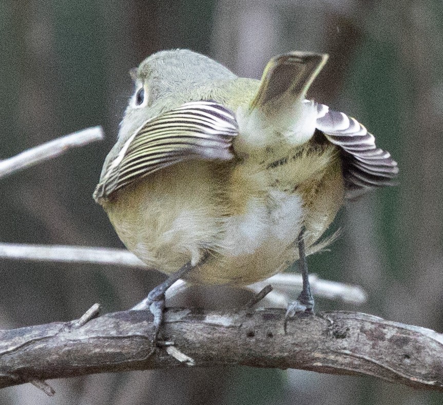 Hutton's Vireo - Sylvia Wright