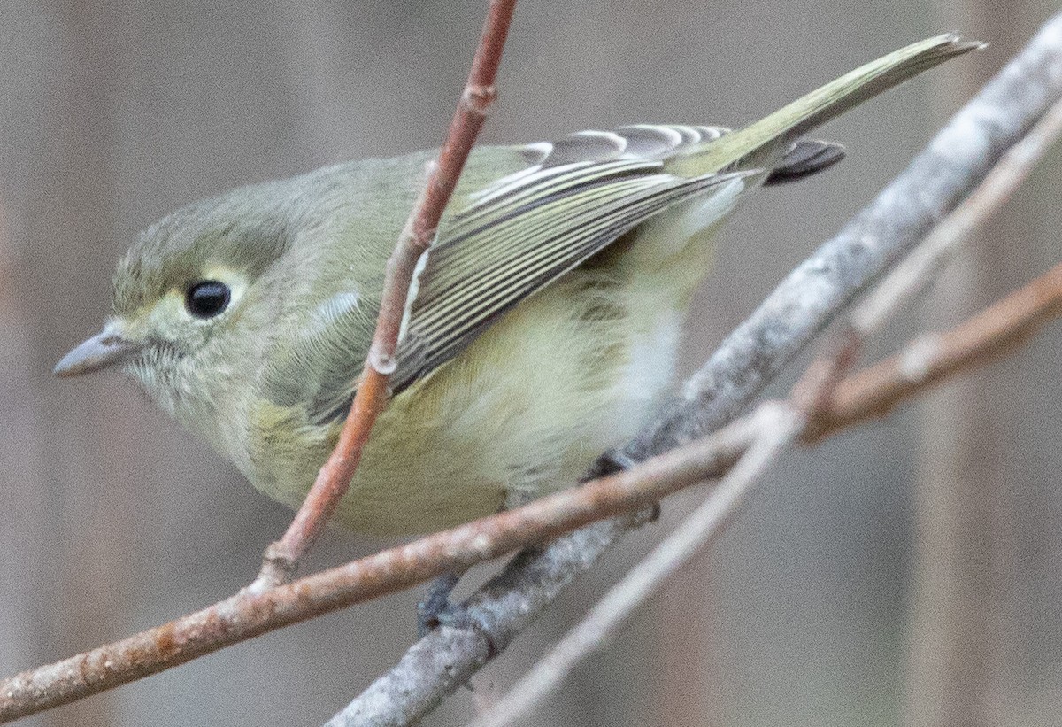 Hutton's Vireo - ML295798271