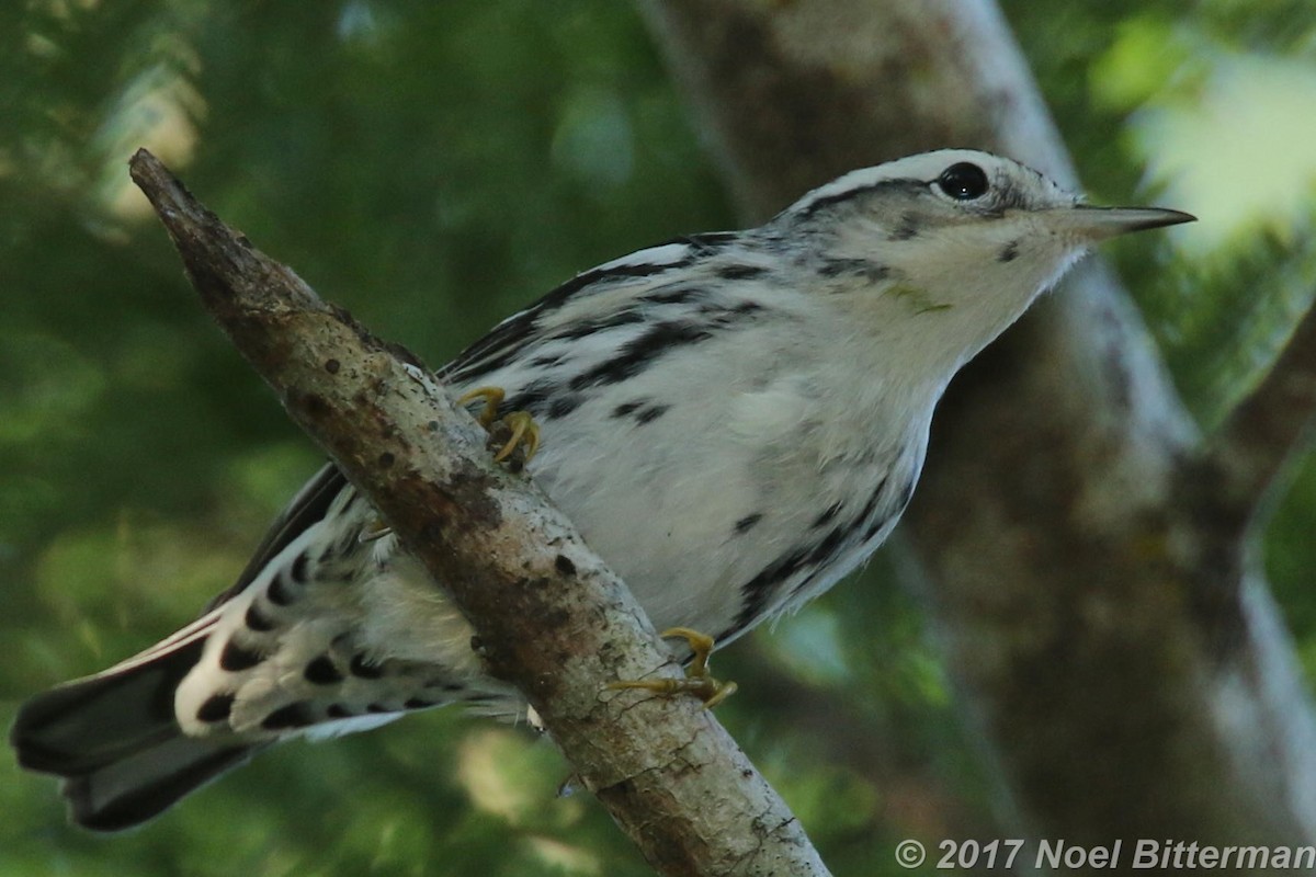 Black-and-white Warbler - ML295798311