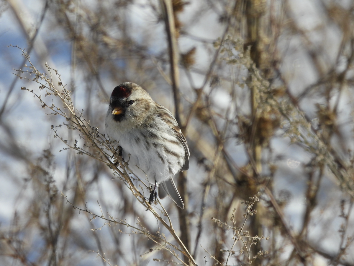 Redpoll (Common) - ML295799461
