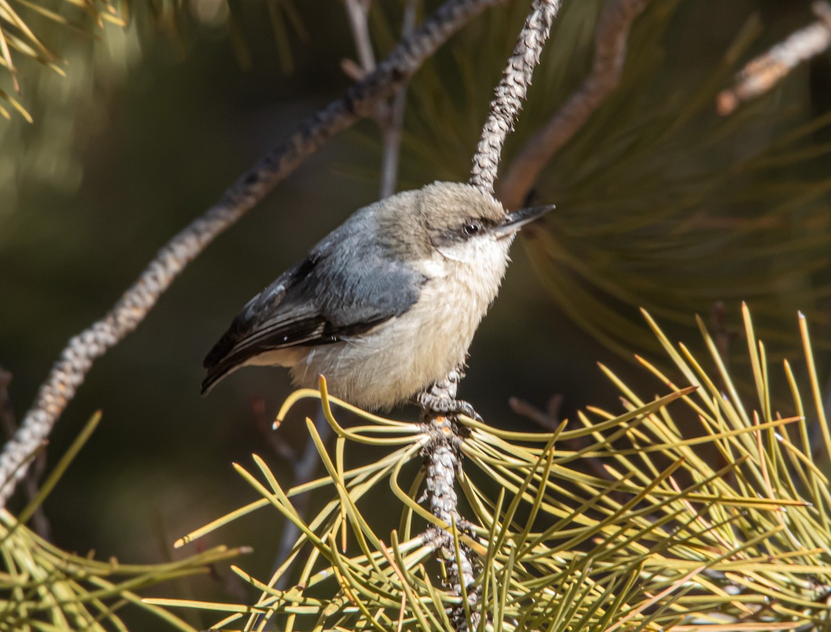 Pygmy Nuthatch - ML295799701