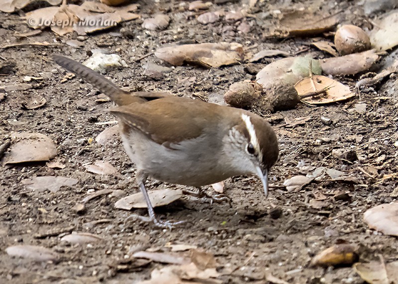 Bewick's Wren - ML295800201