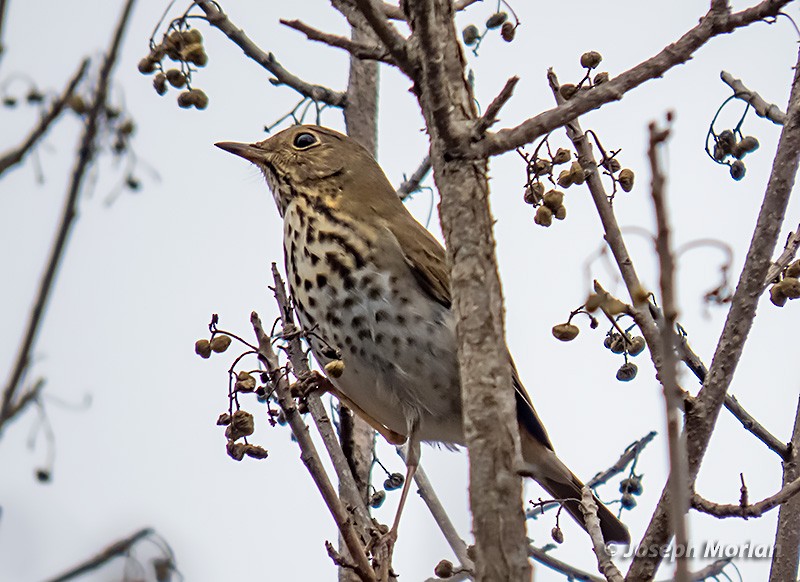 Hermit Thrush - Joseph Morlan