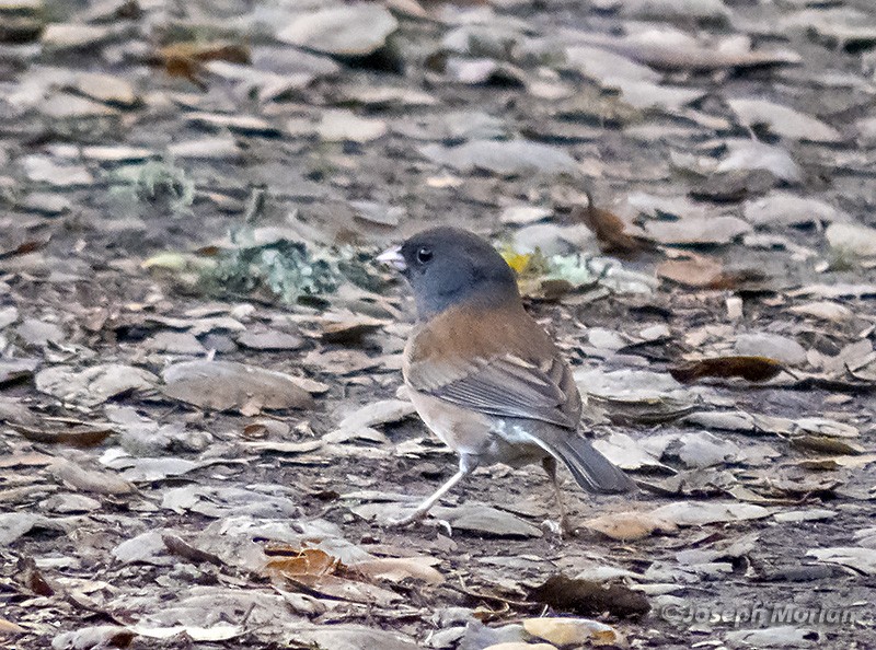 Dark-eyed Junco - ML295800271