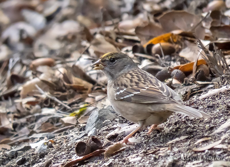 Golden-crowned Sparrow - ML295800401