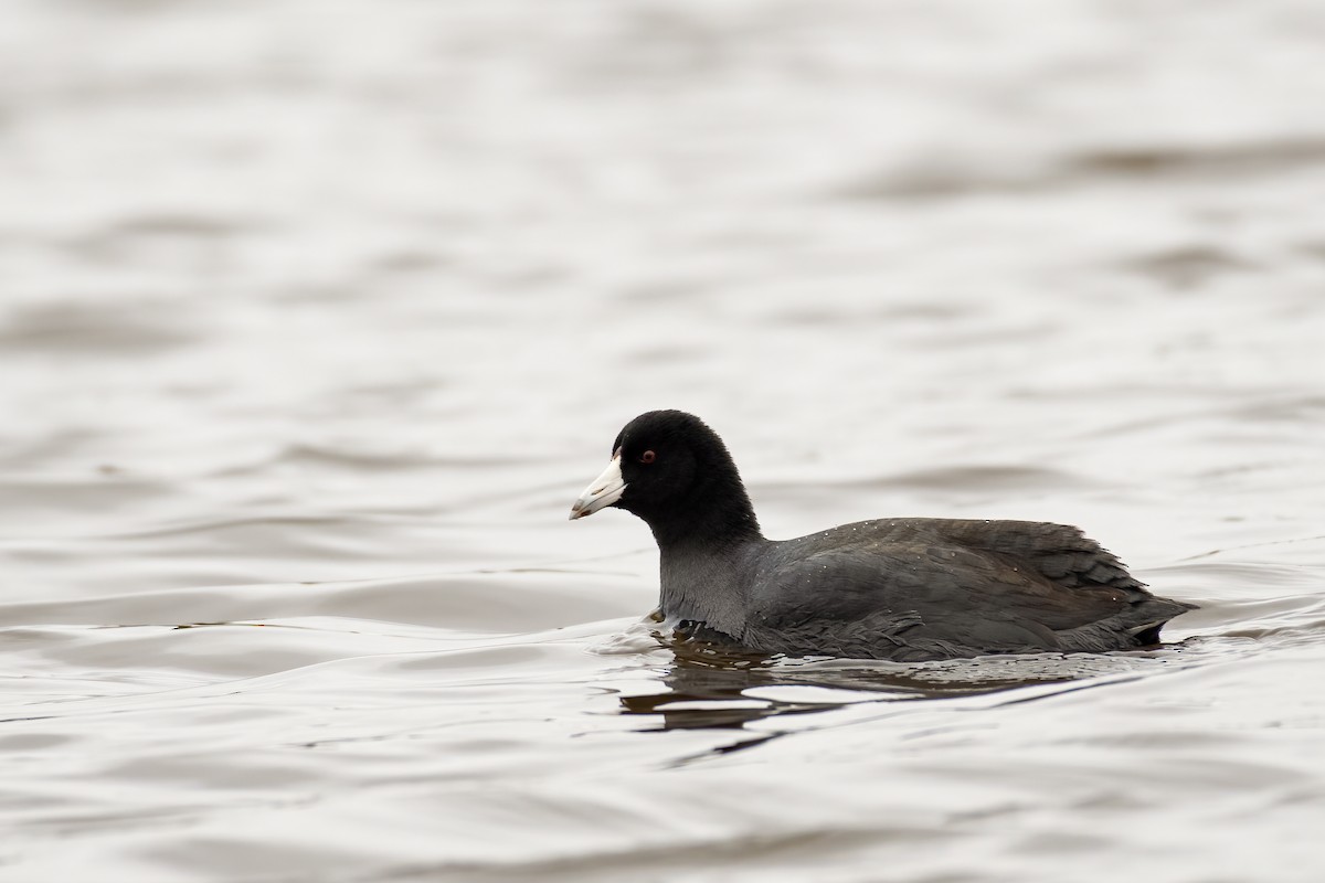 American Coot - Jacob Owings