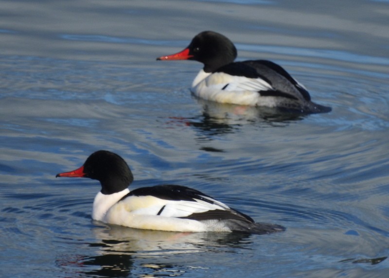 Common Merganser - ML295804671