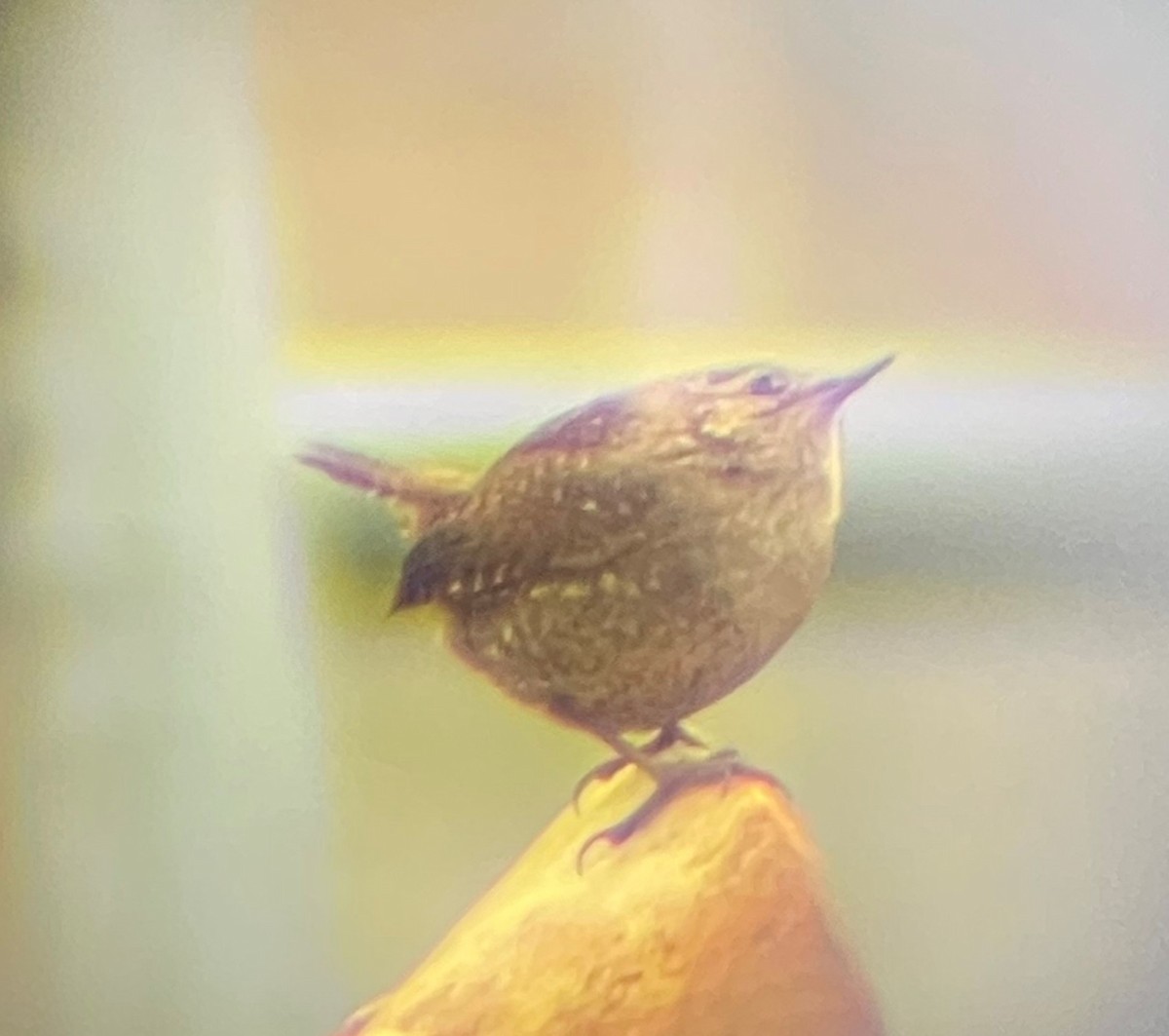 Winter Wren - ML295804791