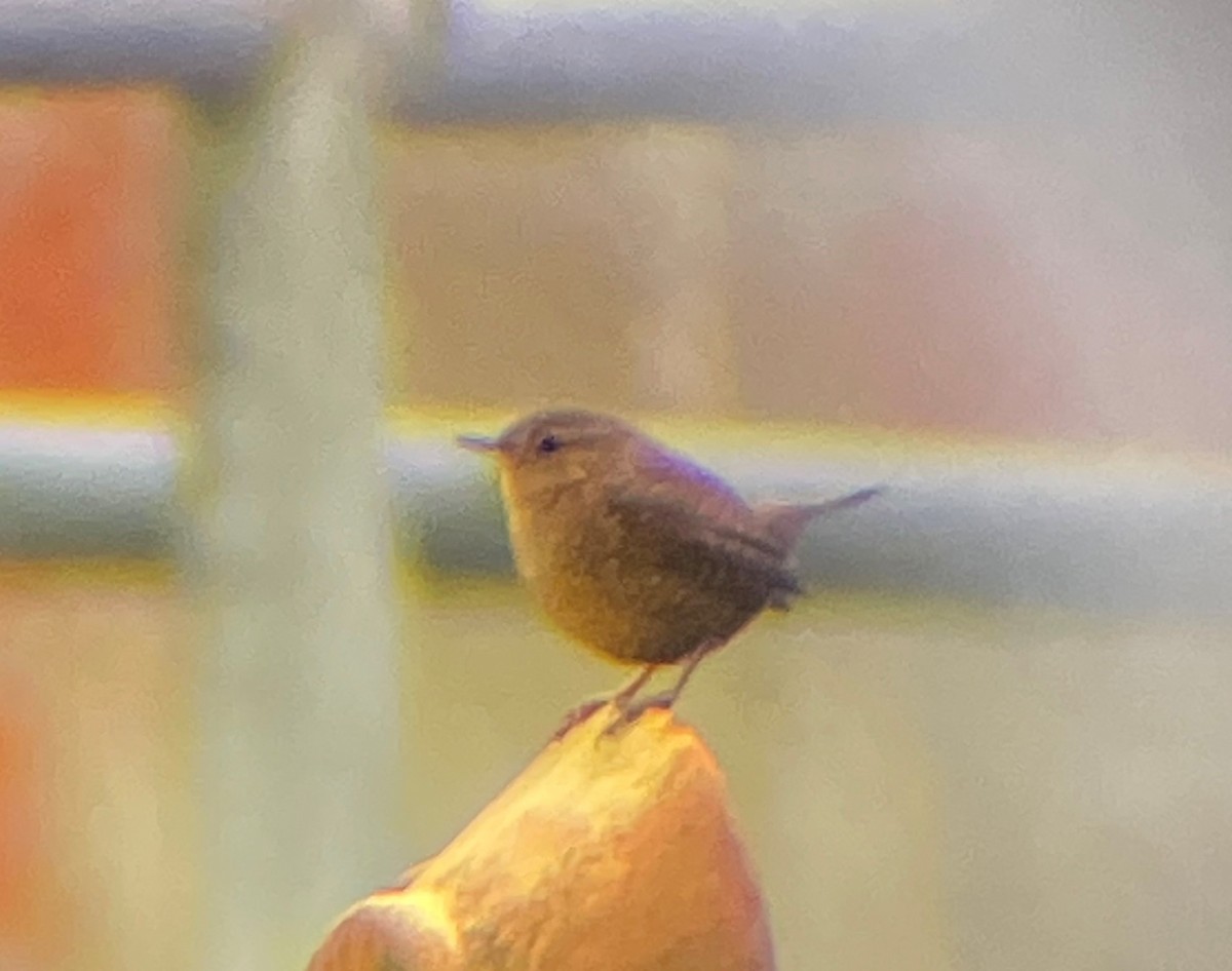 Winter Wren - ML295804801