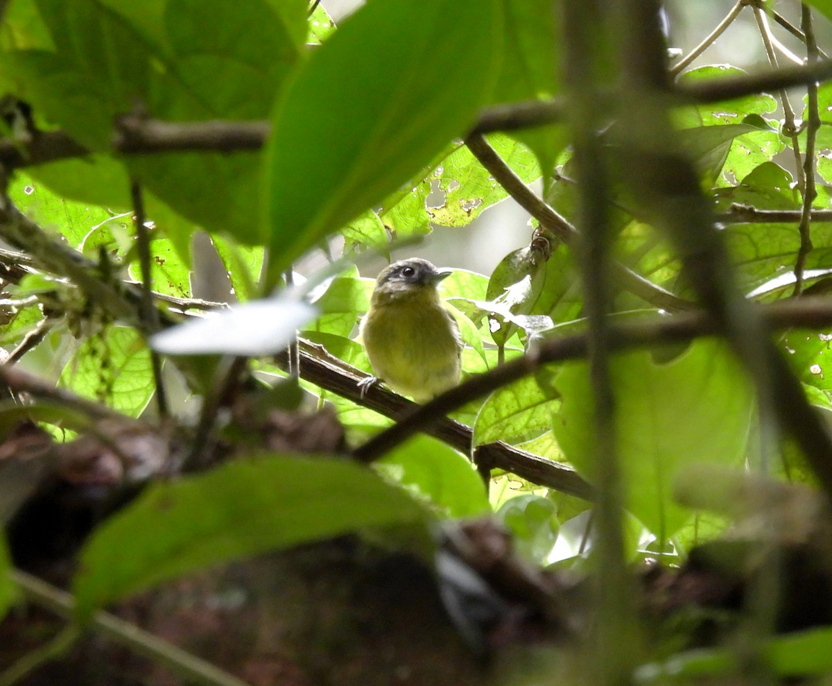 Gray-headed Piprites - Mercedes Alpizar