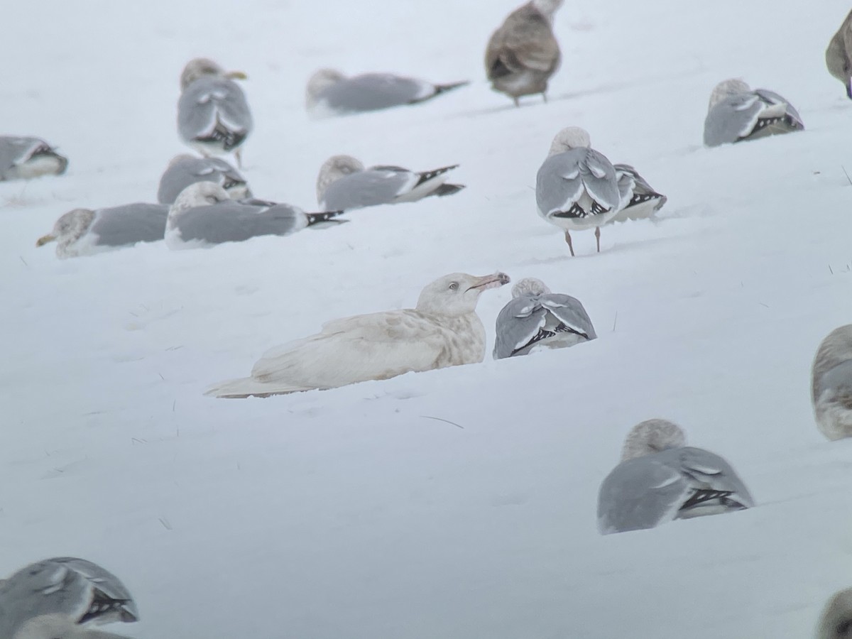 Glaucous Gull - ML295805601