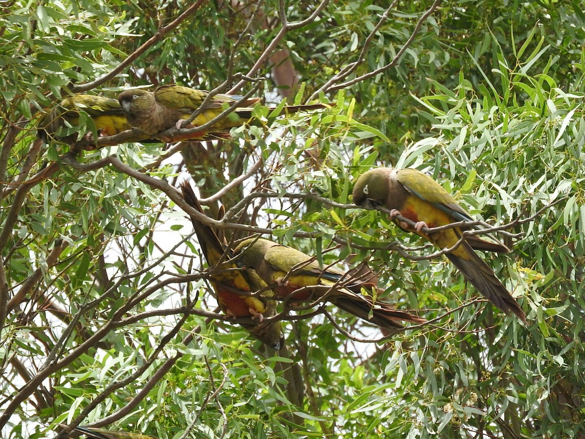 Burrowing Parakeet - Enrique Chiurla