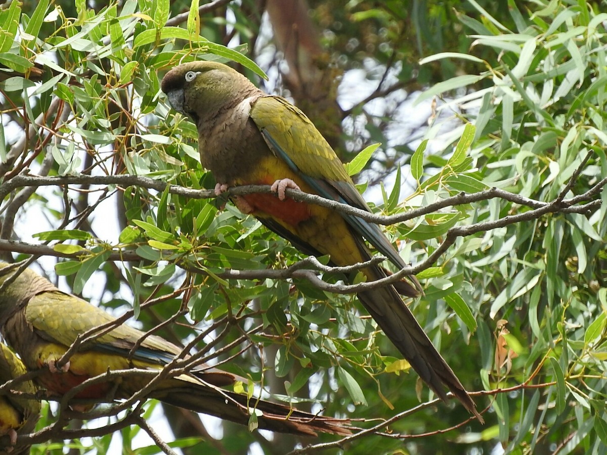 Conure de Patagonie - ML295806741