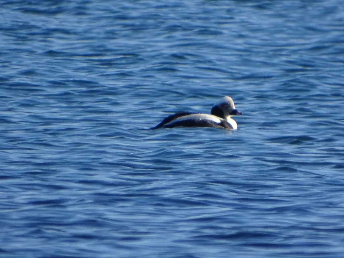 Long-tailed Duck - ML295806811