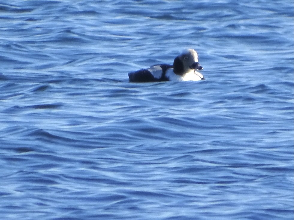 Long-tailed Duck - ML295806821