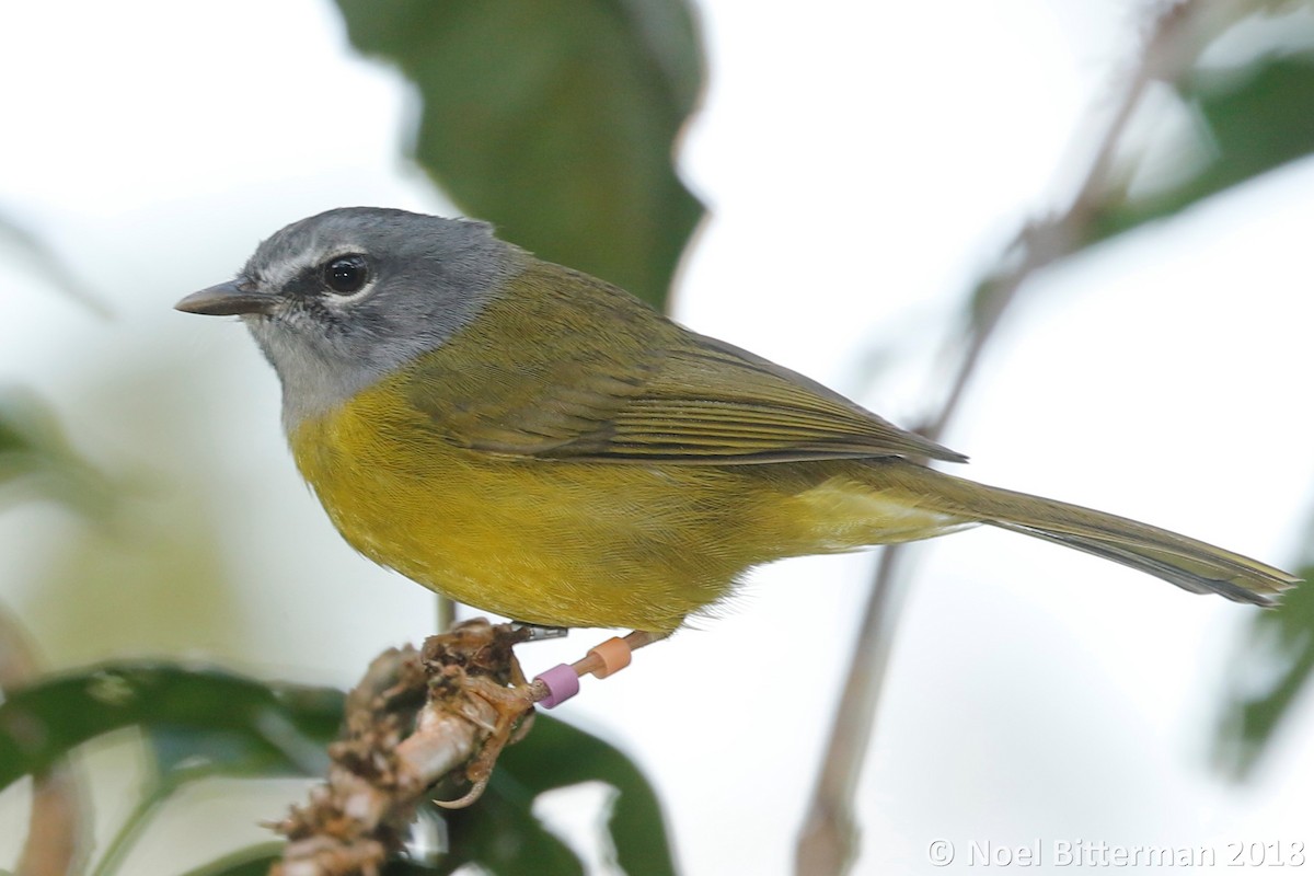 White-lored Warbler - ML295810391