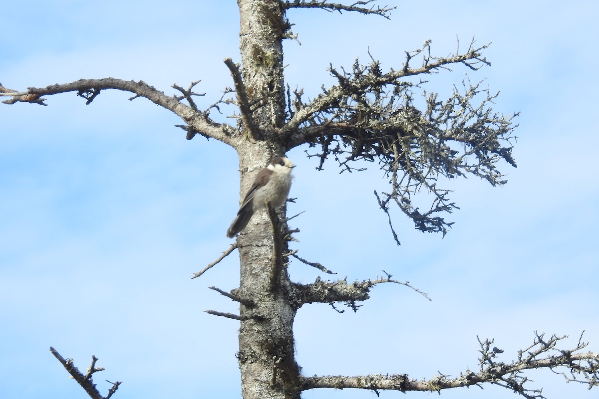 Canada Jay - Diane LeBlanc