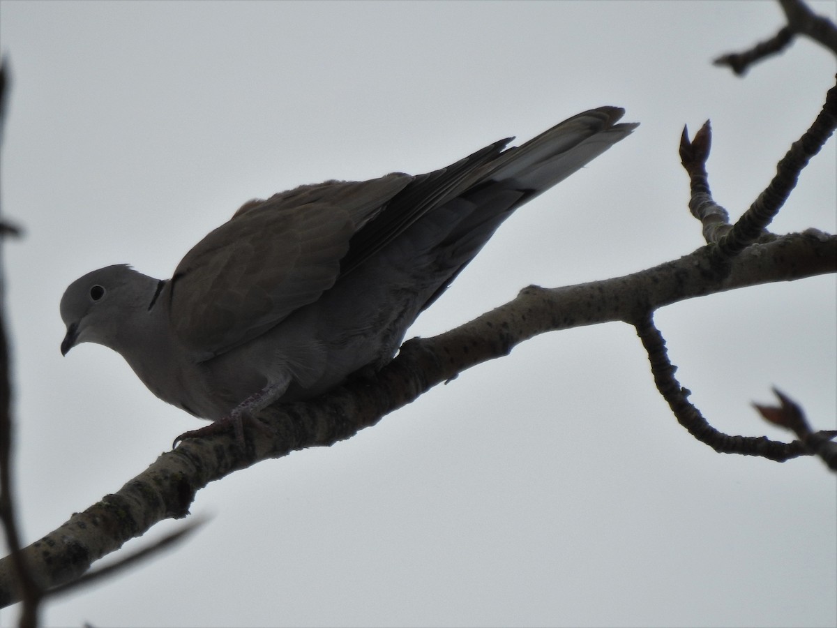 Eurasian Collared-Dove - ML295811771