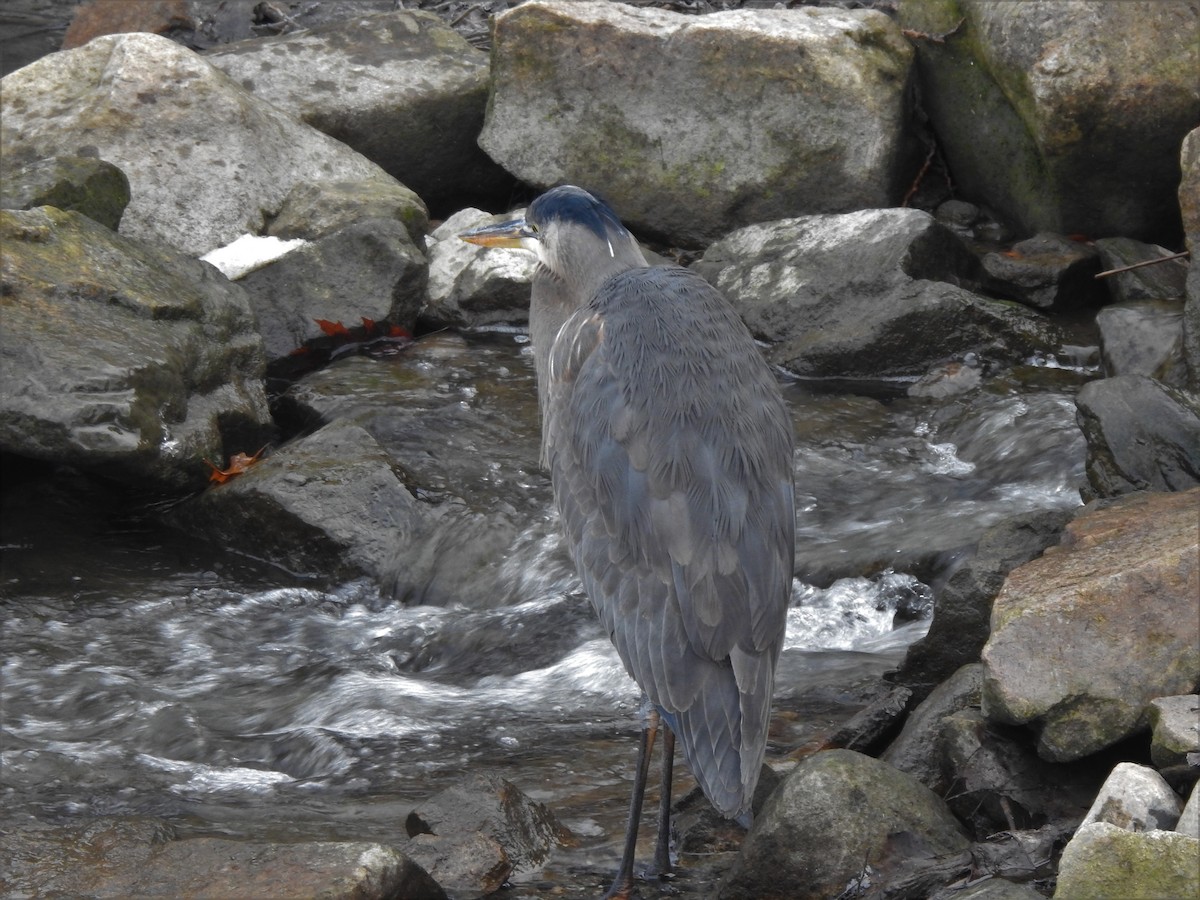 Great Blue Heron - ML295811821