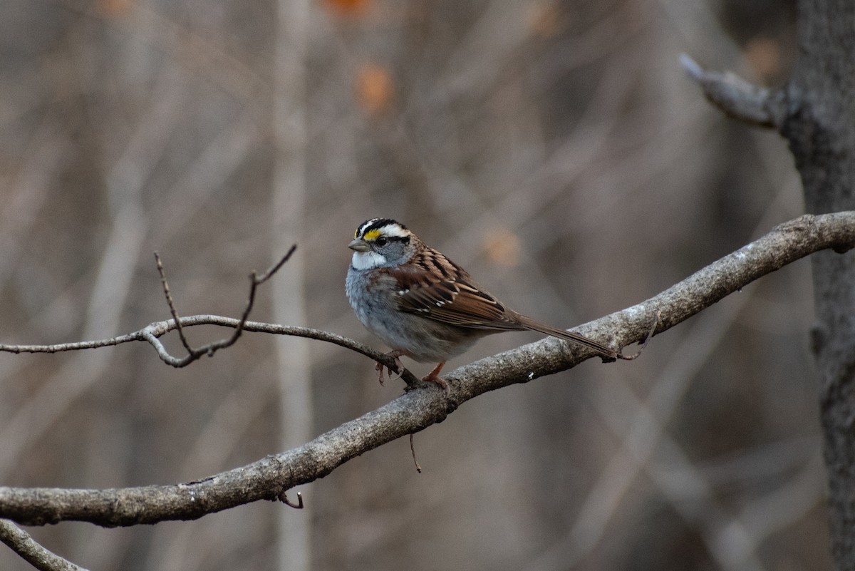 White-throated Sparrow - Anna Kilian