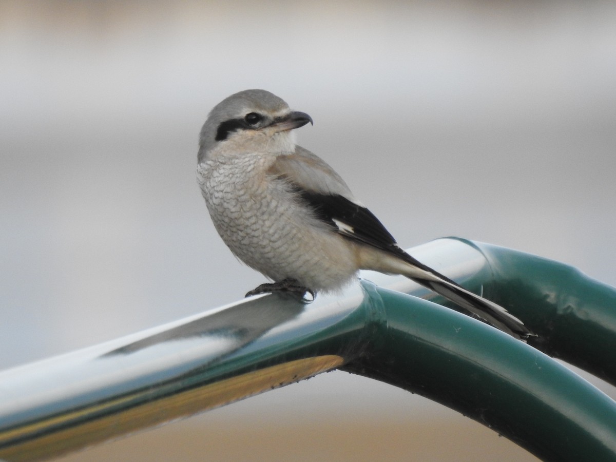 Northern Shrike - ML295812151