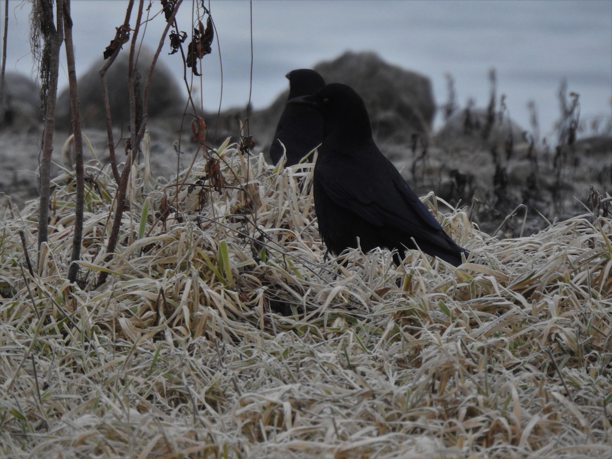 American Crow - Jim Walton