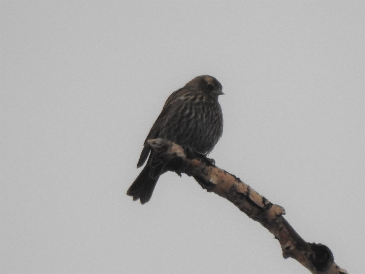 House Finch - ML295812321