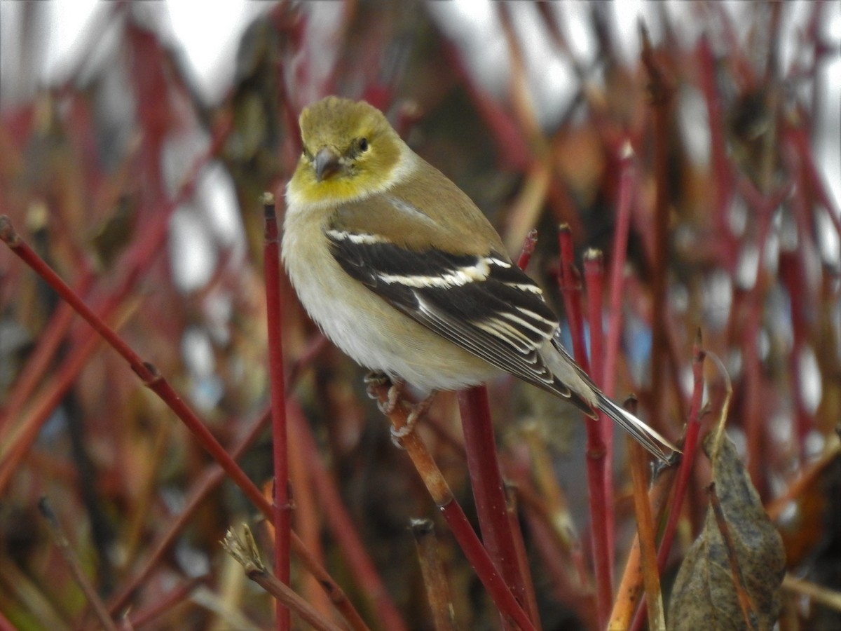 American Goldfinch - ML295812691