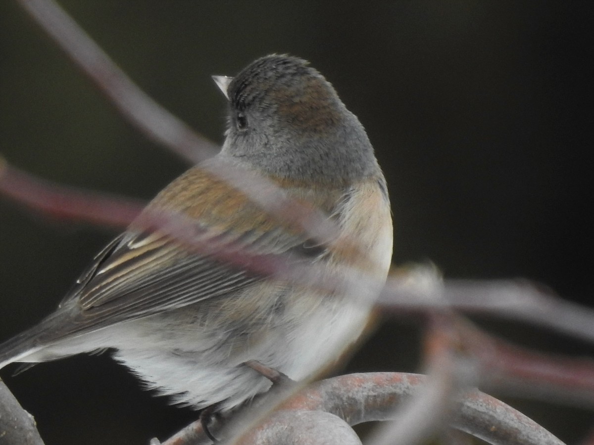 Dark-eyed Junco - Jim Walton