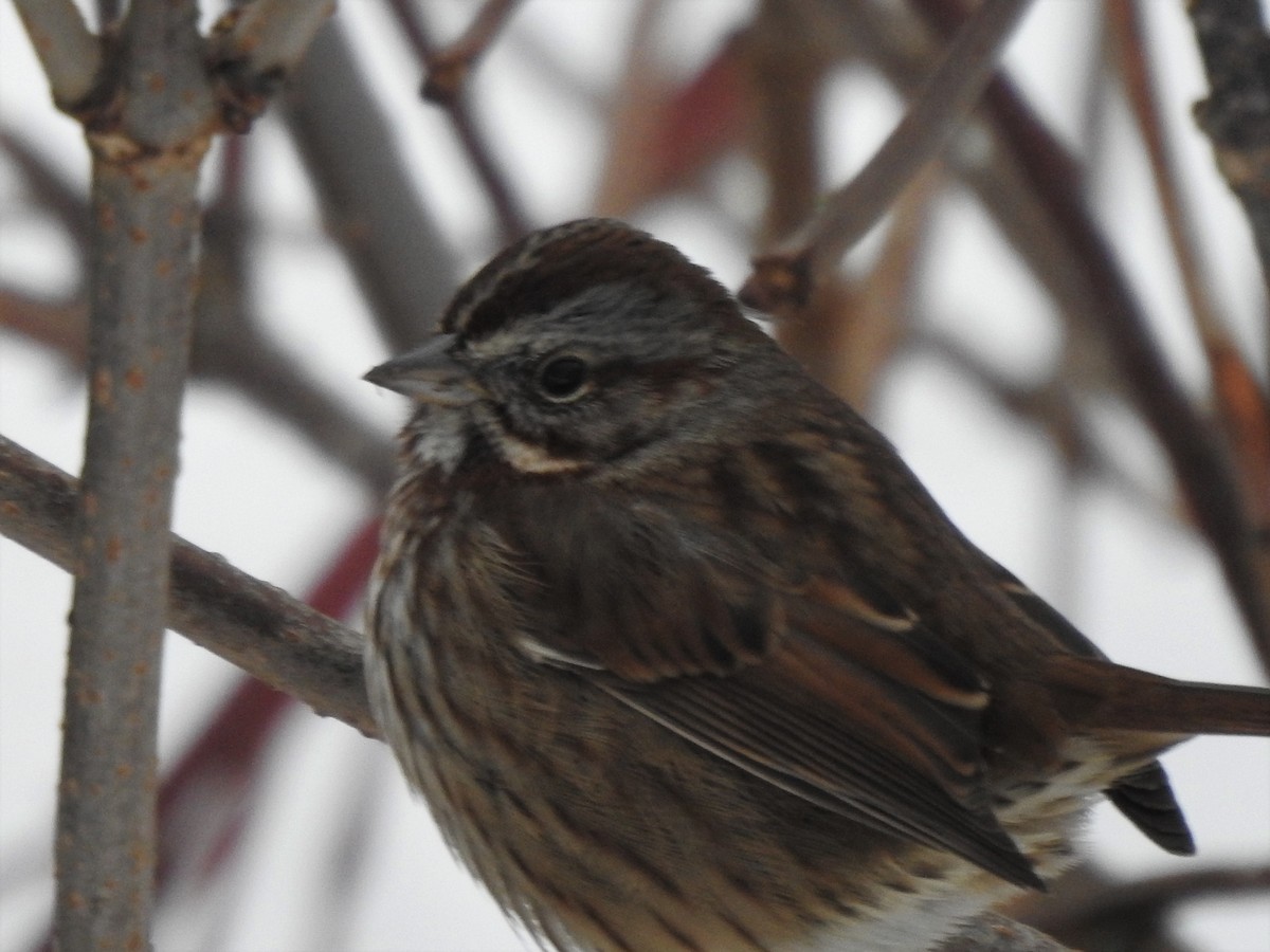 Song Sparrow - ML295812861