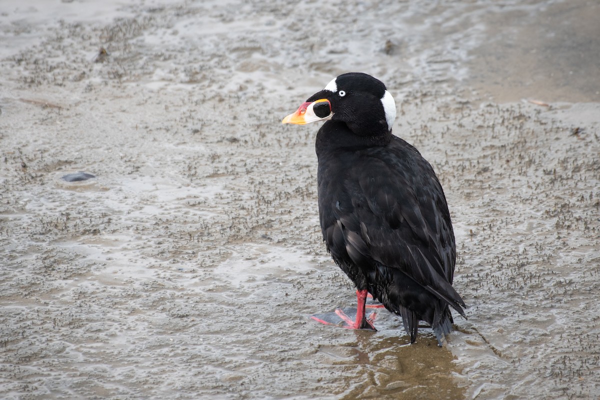 Surf Scoter - ML295814841