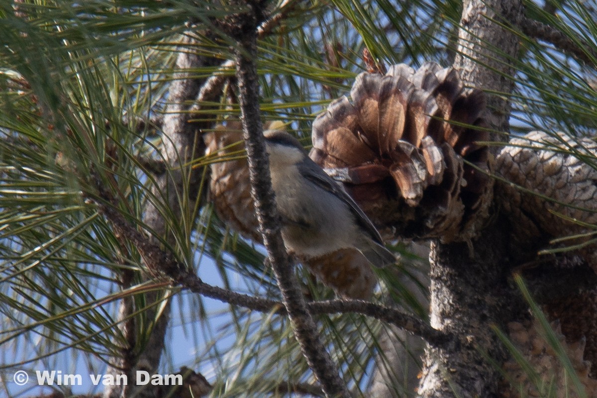 Pygmy Nuthatch - ML295816311