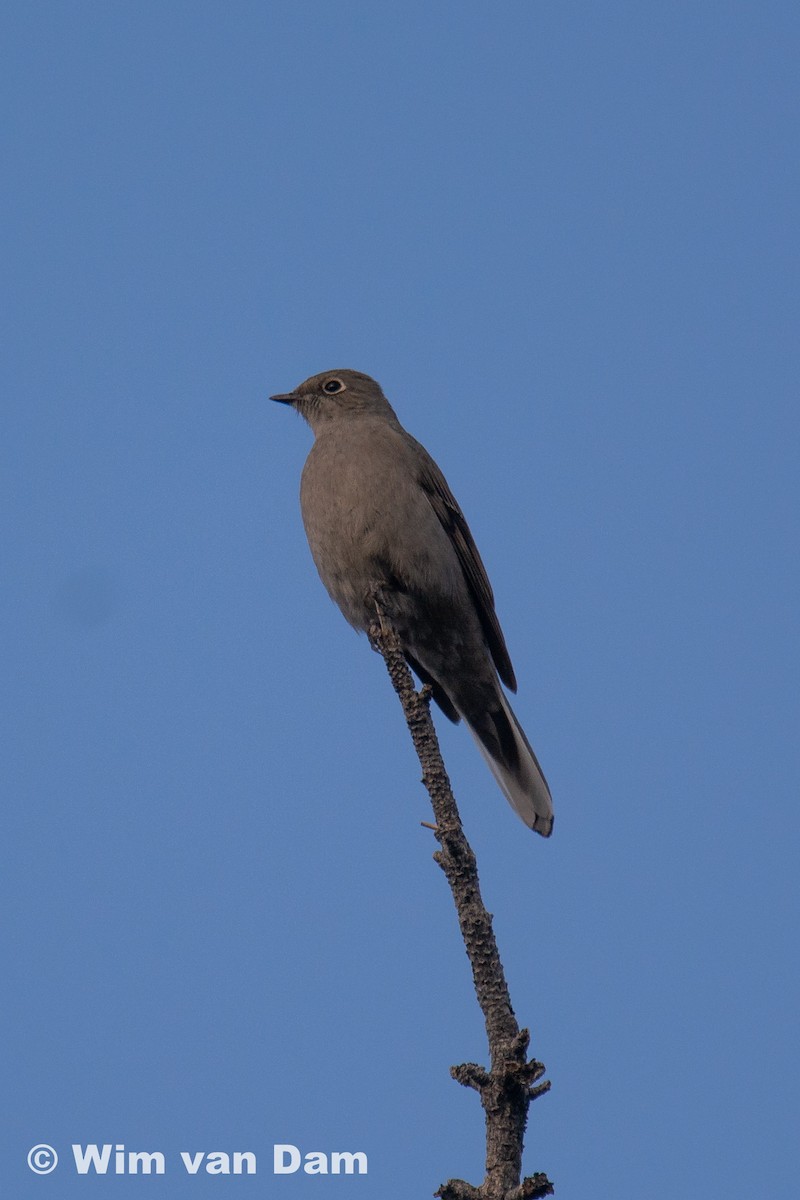 Townsend's Solitaire - ML295817411