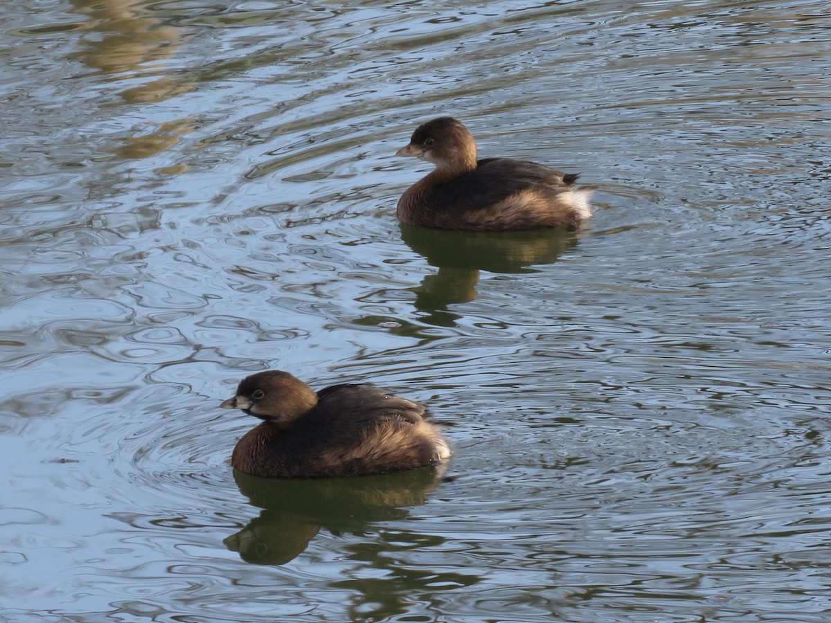 Pied-billed Grebe - ML295818041