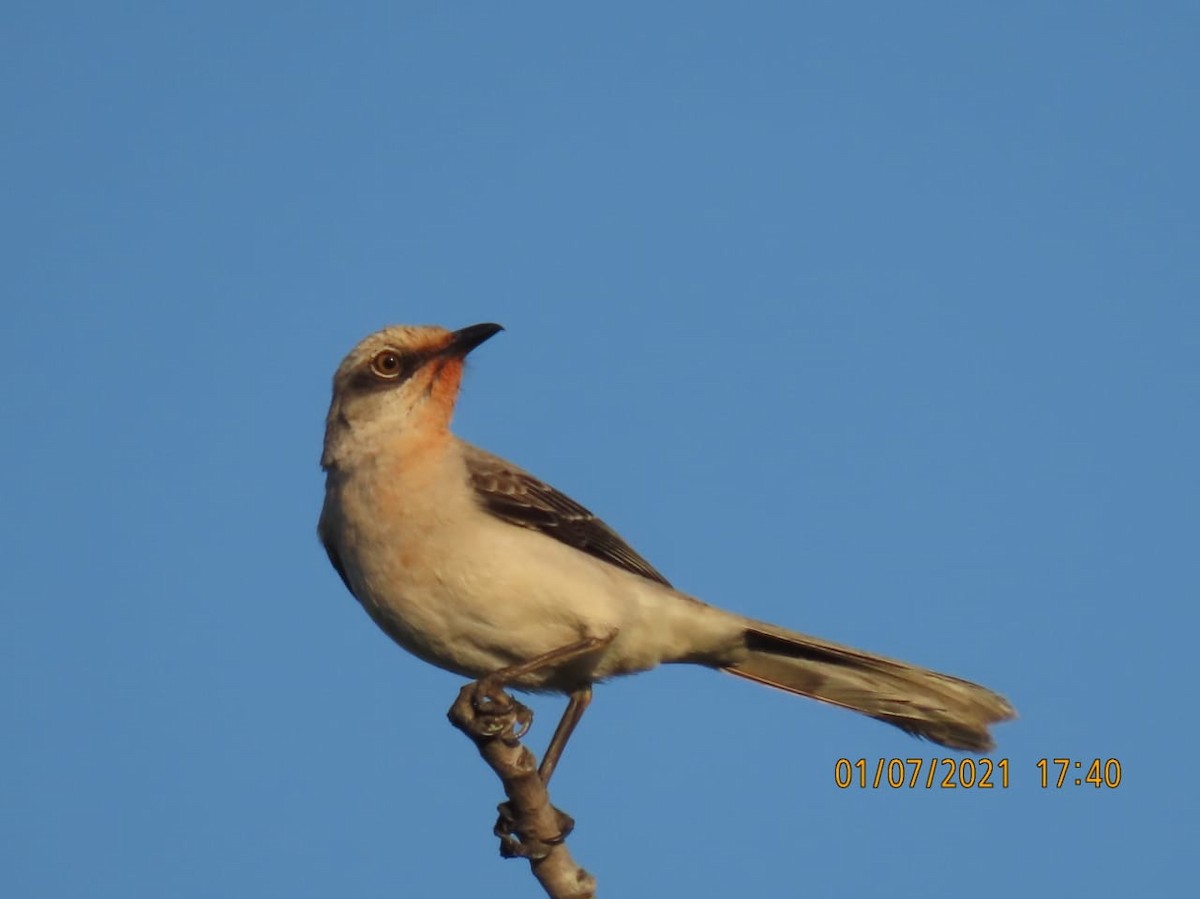 Tropical Mockingbird - ML295818851