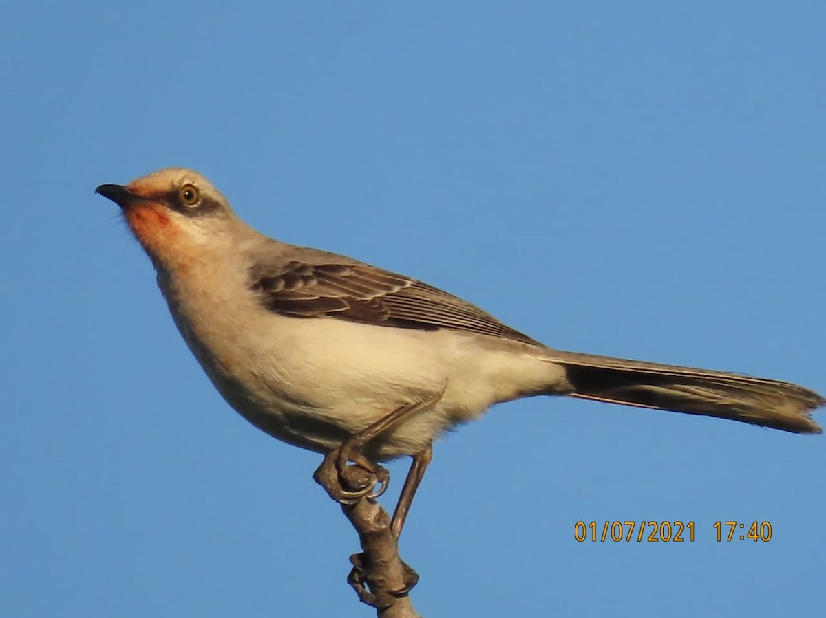 Tropical Mockingbird - ML295818861