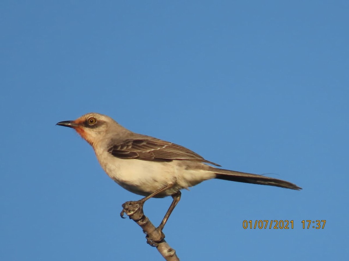 Tropical Mockingbird - ML295818871
