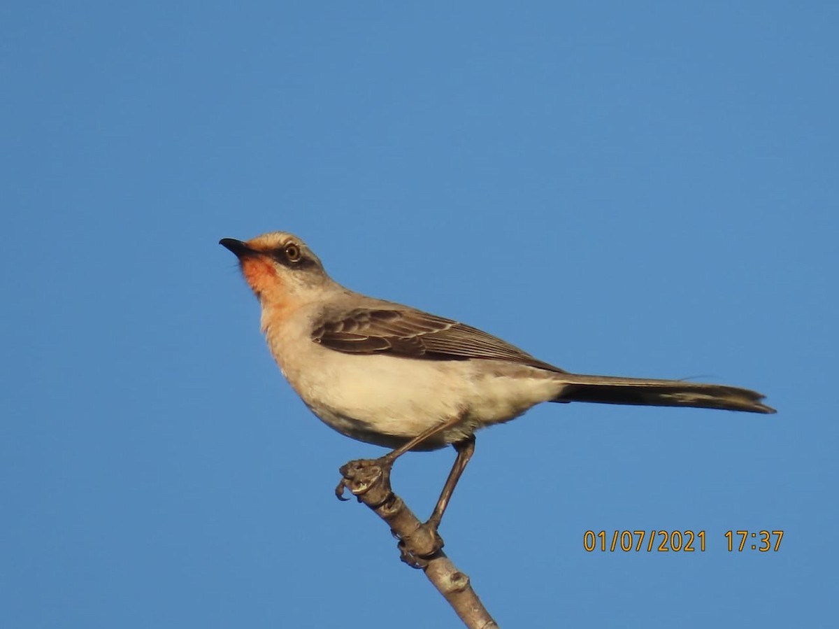 Tropical Mockingbird - ML295818881