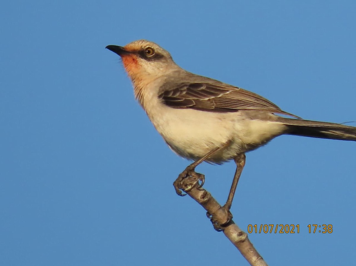 Tropical Mockingbird - ML295818891