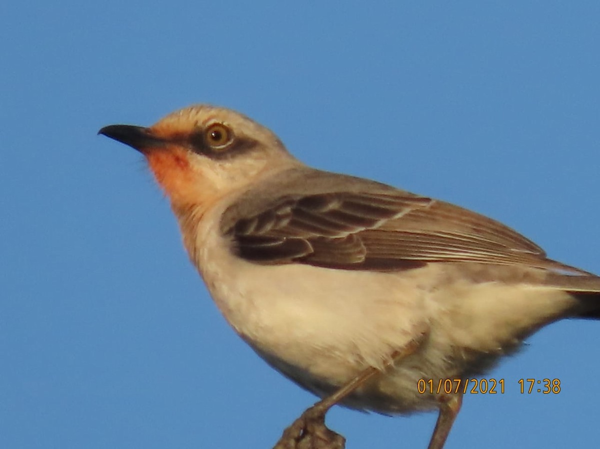 Tropical Mockingbird - ML295818901