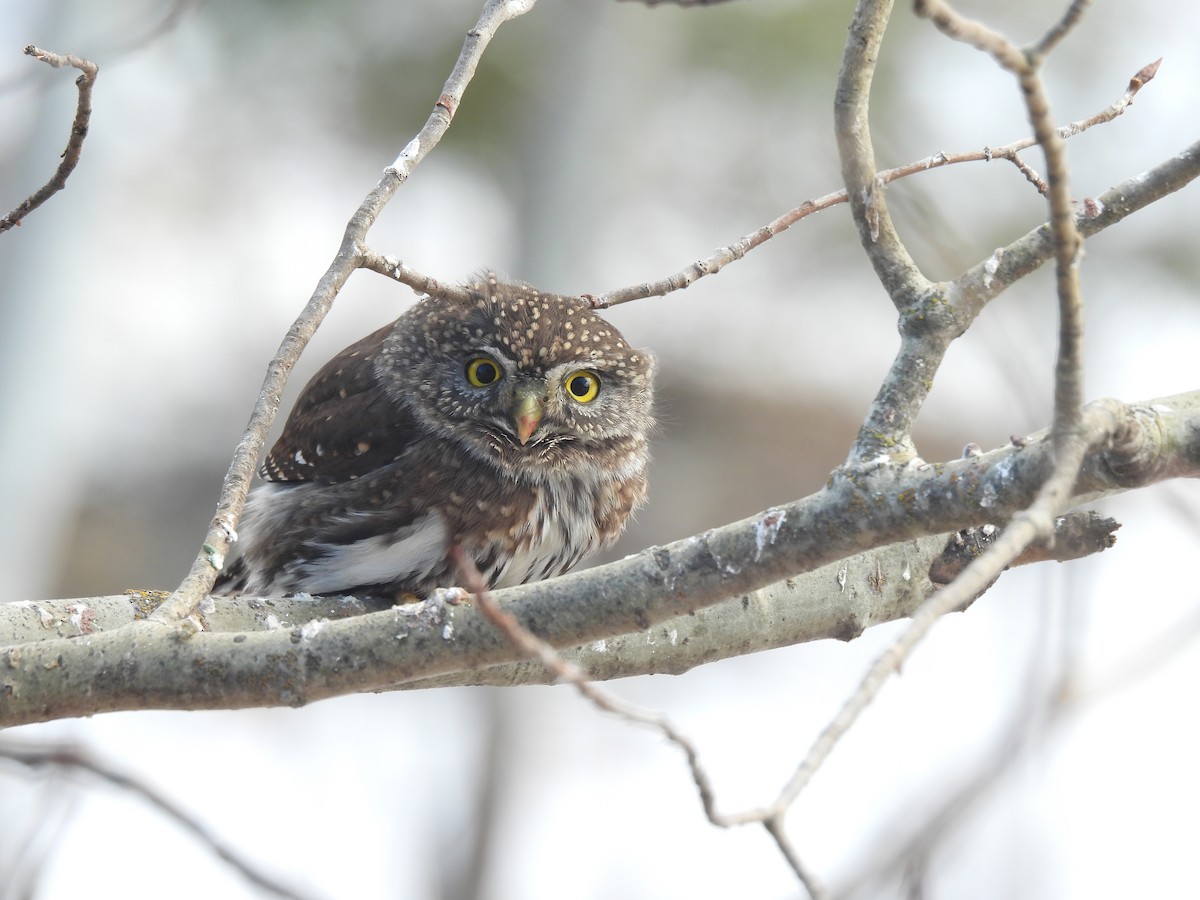 Northern Pygmy-Owl - Mary Rumple