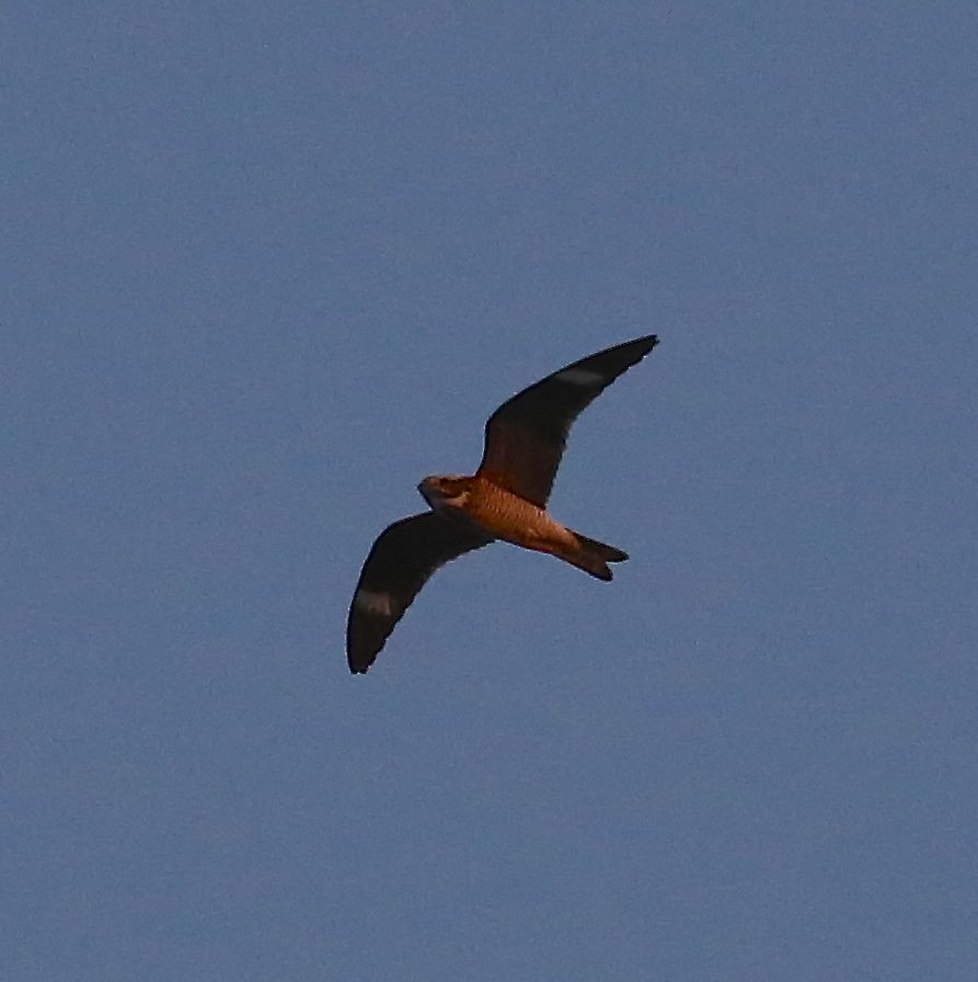 Common Nighthawk - ML29582071