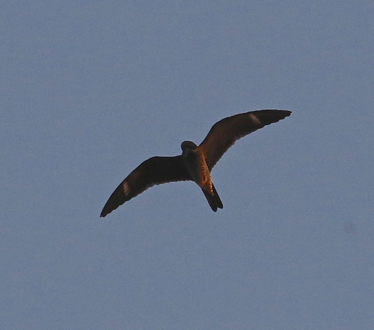 Common Nighthawk - ML29582101